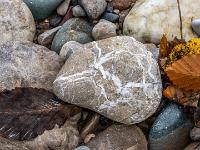 Nasses buntes Herbstlaub umgibt graubraunen Stein mit weißer Kreuzmaserung